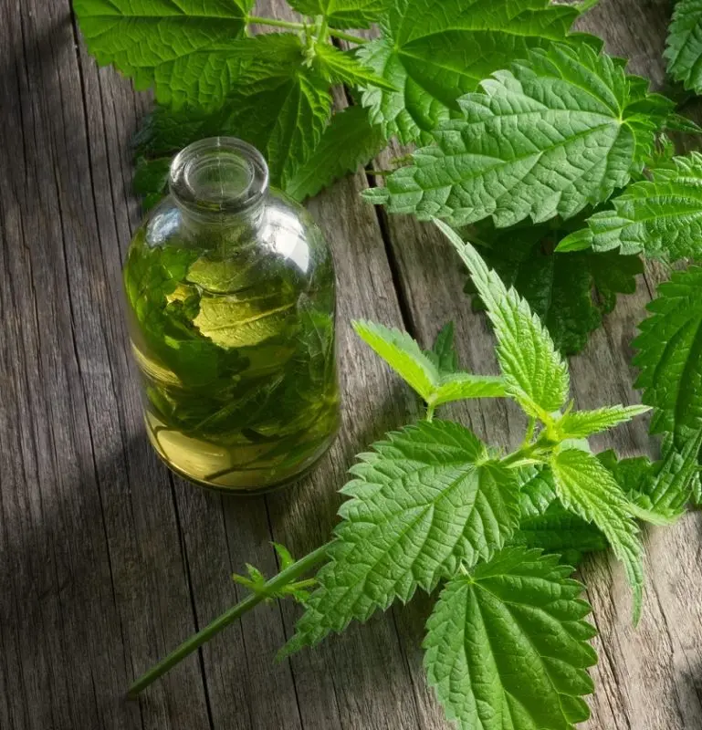 Recipes for the preparation and use of nettle tincture on vodka