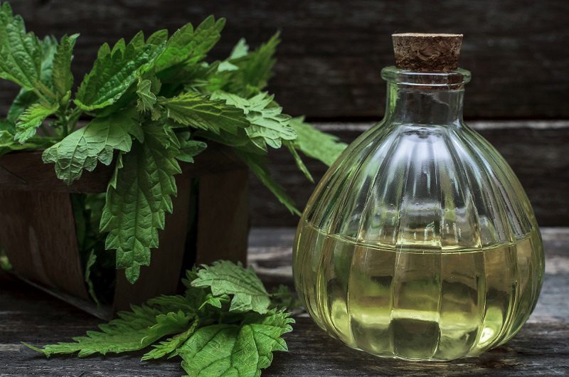 Recipes for the preparation and use of nettle tincture on vodka