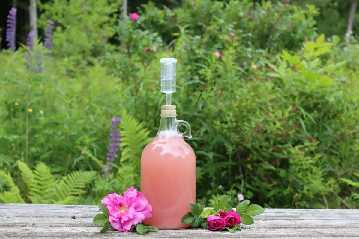 Rose petal wine at home &#8211; a universal recipe