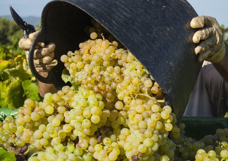 Sauvignon Blanc is a famous family of white wines.