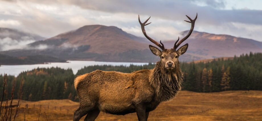 Scottish Stag (Scotish Stag or Scottish Deer)