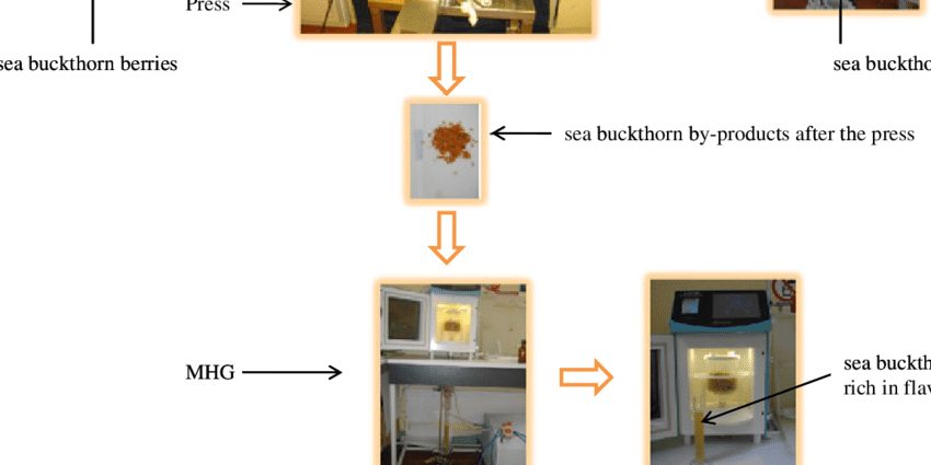 Sea buckthorn liqueur preparation technology