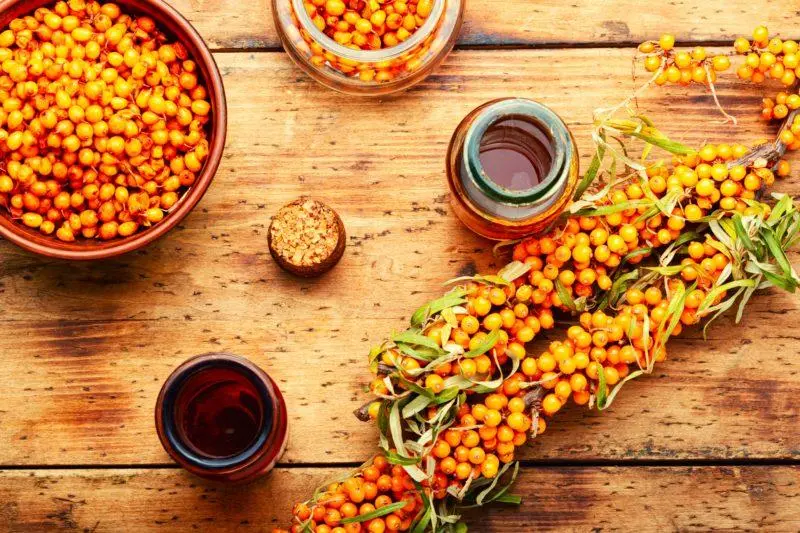 Sea buckthorn tinctures on vodka, alcohol, cognac at home