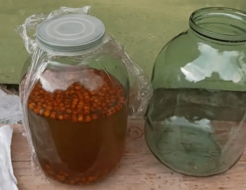 Sea buckthorn tinctures on vodka, alcohol, cognac at home