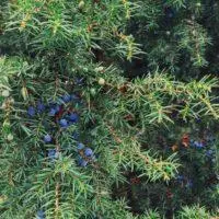 Several recipes for fragrant juniper tincture