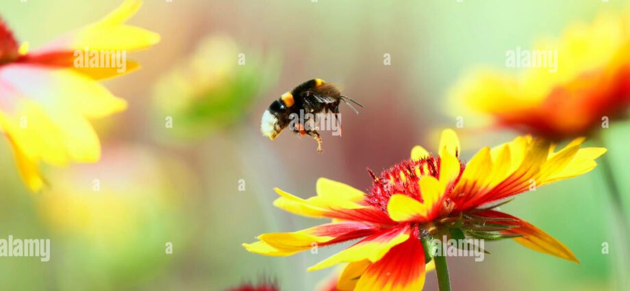 Shaggy bumblebee