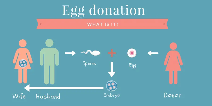 Sperm and egg donation: how does it work?