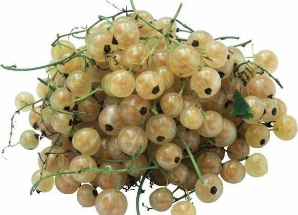 Spotykach from currants or other berries