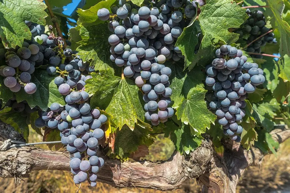 Tempranillo is the most popular Spanish dry red wine.