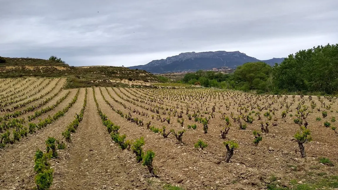 Tempranillo is the most popular Spanish dry red wine.