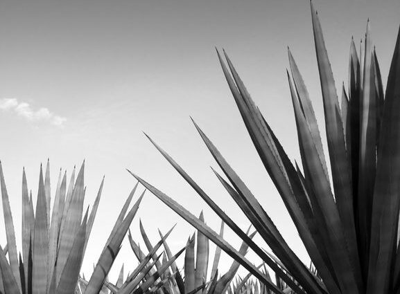 Tequila: what you need to know, history, production process, classification, how to choose and storage conditions