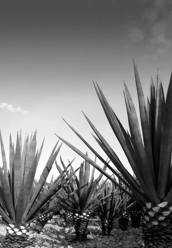 Tequila: what you need to know, history, production process, classification, how to choose and storage conditions