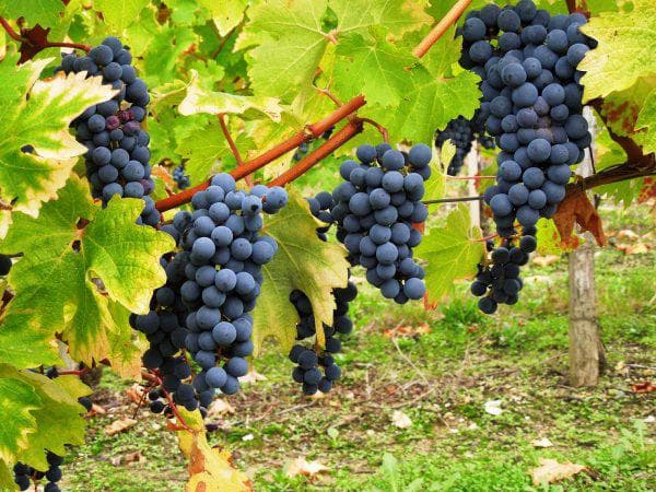 The best grape varieties for making wine in Russia and Ukraine