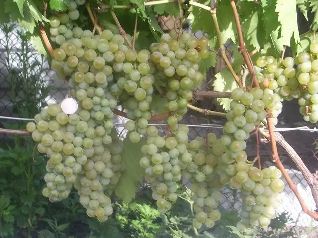 The best grape varieties for making wine in Russia and Ukraine