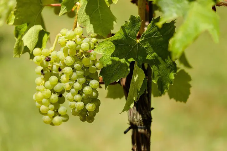 The best grape varieties for making wine in Russia and Ukraine