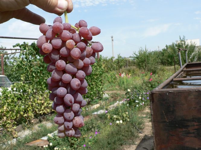 The best grape varieties for making wine in Russia and Ukraine