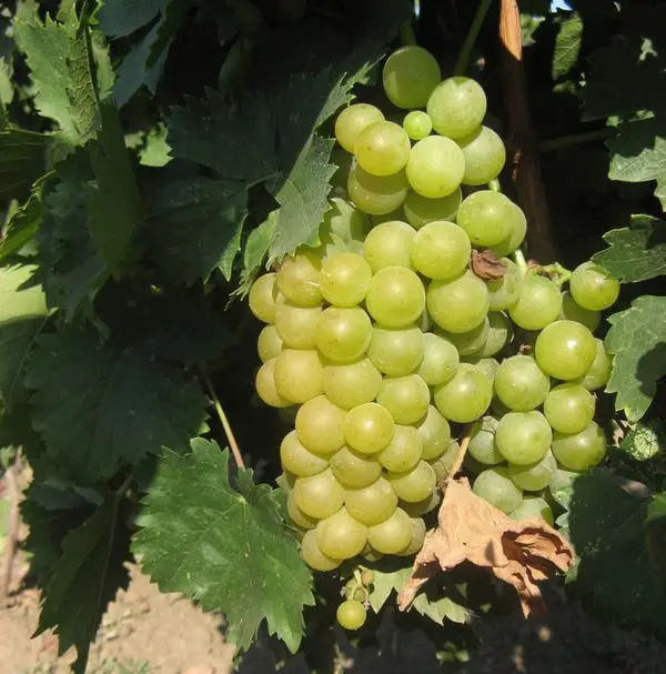 The best grape varieties for making wine in Russia and Ukraine