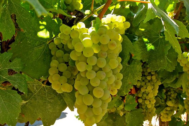 The best grape varieties for making wine in Russia and Ukraine