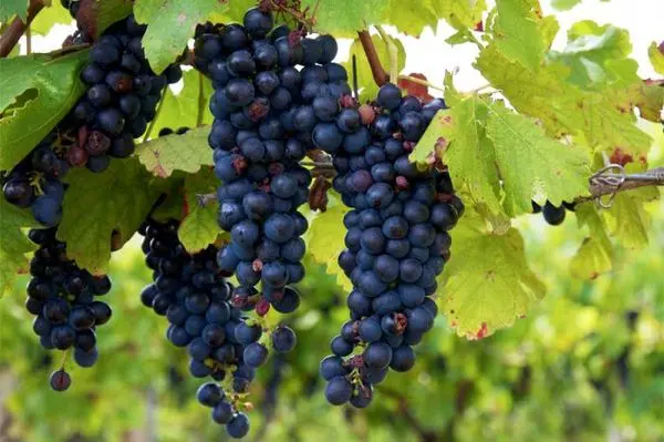 The best grape varieties for making wine in Russia and Ukraine