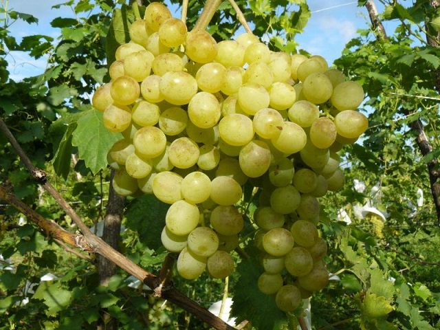 The best grape varieties for making wine in Russia and Ukraine