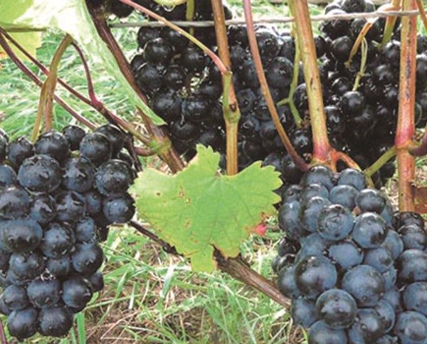 The best grape varieties for making wine in Russia and Ukraine