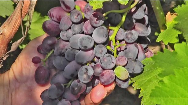 The best grape varieties for making wine in Russia and Ukraine