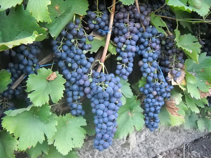 The best grape varieties for making wine in Russia and Ukraine