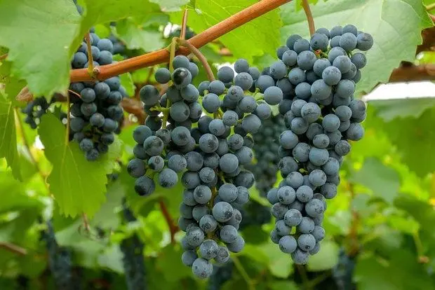 The best grape varieties for making wine in Russia and Ukraine