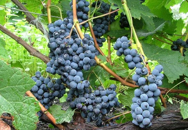 The best grape varieties for making wine in Russia and Ukraine