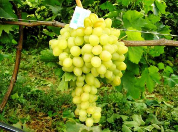 The best grape varieties for making wine in Russia and Ukraine