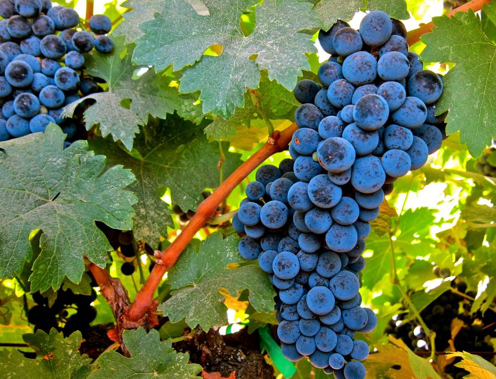 The best grape varieties for making wine in Russia and Ukraine