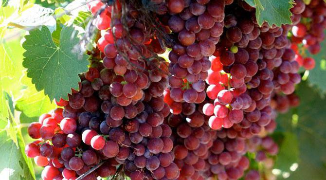 The best grape varieties for making wine in Russia and Ukraine