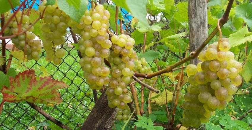 The best grape varieties for making wine in Russia and Ukraine