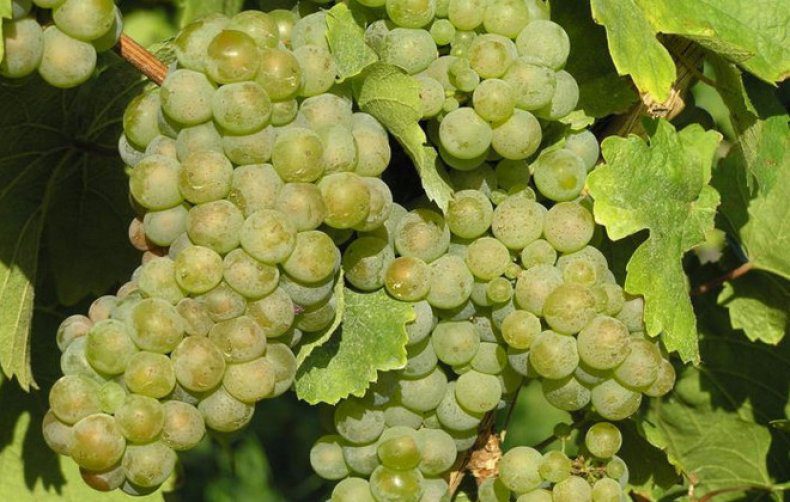 The best grape varieties for making wine in Russia and Ukraine