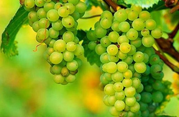 The best grape varieties for making wine in Russia and Ukraine