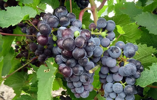 The best grape varieties for making wine in Russia and Ukraine