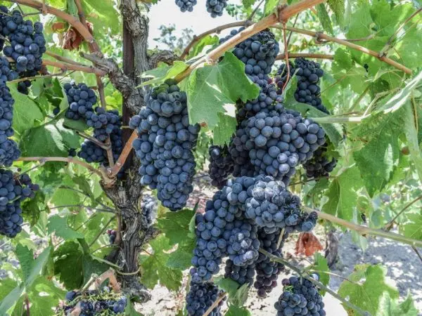 The best grape varieties for making wine in Russia and Ukraine