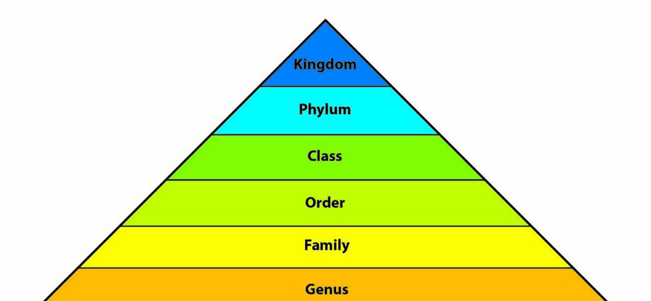 &#8220;The hierarchy of living beings is an illusion&#8221;