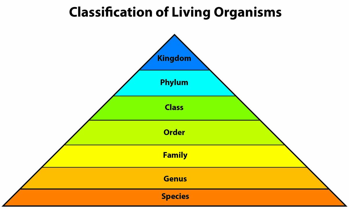 the-hierarchy-of-living-beings-is-an-illusion-healthy-food-near-me