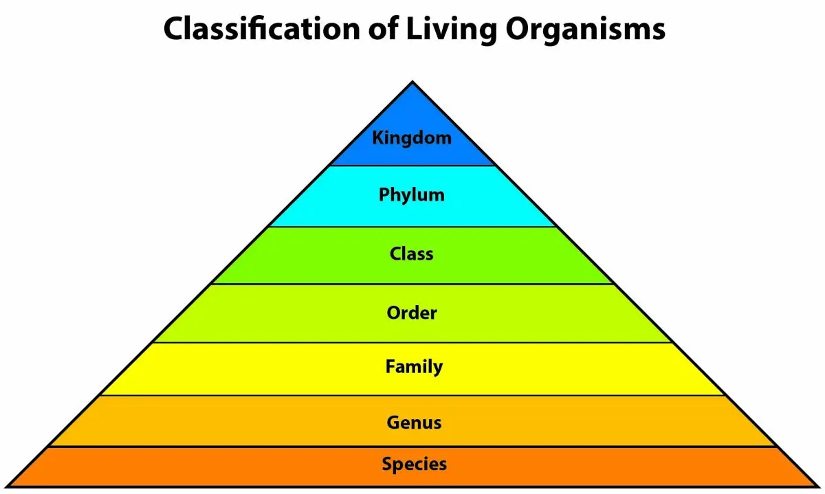 &#8220;The hierarchy of living beings is an illusion&#8221;