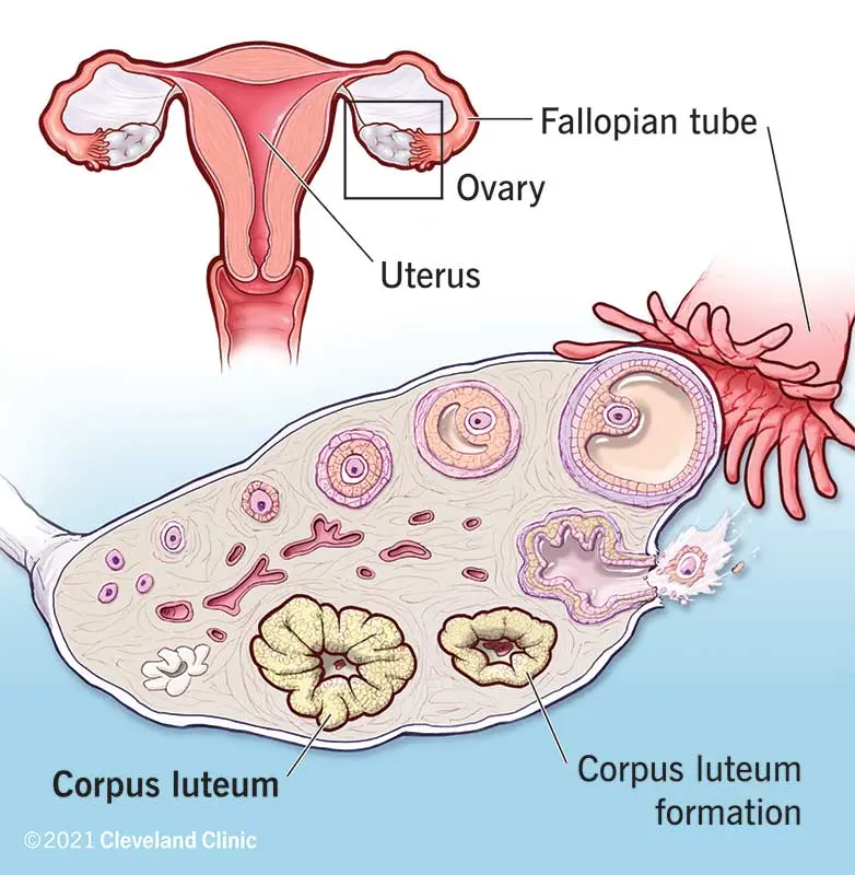 The role of the corpus luteum during ovulation