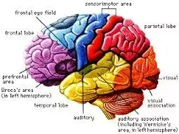 There are no areas in the brain where emotions are localized