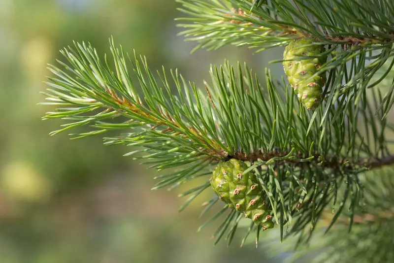 Tincture on pine cones on vodka for health and longevity