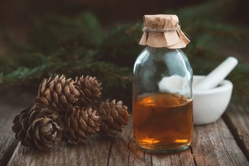 Tincture on pine cones on vodka for health and longevity