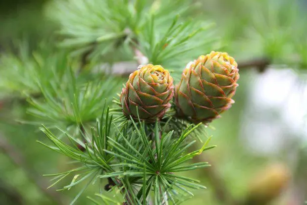 Tincture on pine cones on vodka for health and longevity