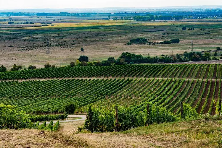 Tokaji &#8211; &#8220;golden&#8221; Hungarian wine made from raisined grapes