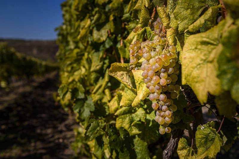 Tokaji &#8211; &#8220;golden&#8221; Hungarian wine made from raisined grapes