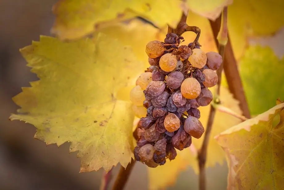 Tokaji &#8211; &#8220;golden&#8221; Hungarian wine made from raisined grapes