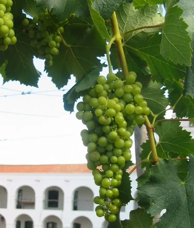 Torrontes &#8211; Argentinean white wine