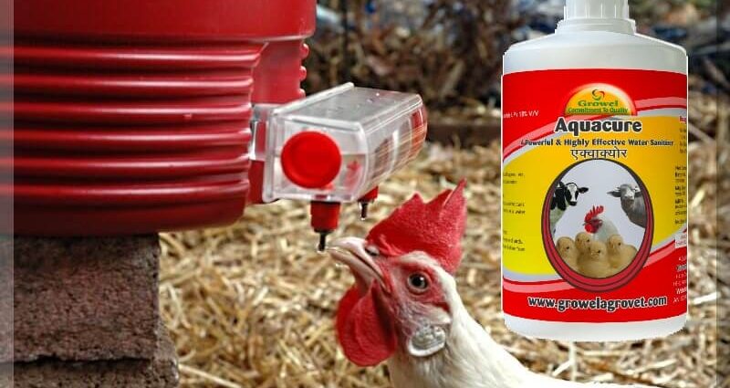 Treatment of poultry with alcohol